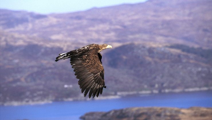 bird of prey in sky