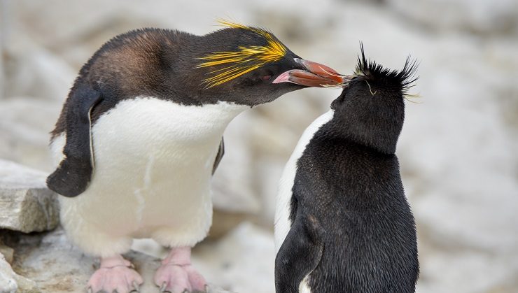 penguin mother and baby