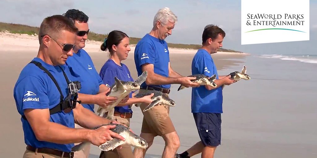 People releasing turtles into sea