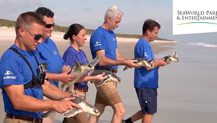 People releasing turtles into sea