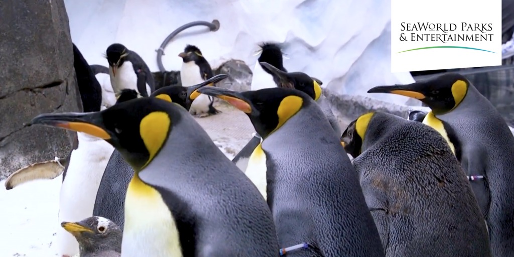 Penguins in snow