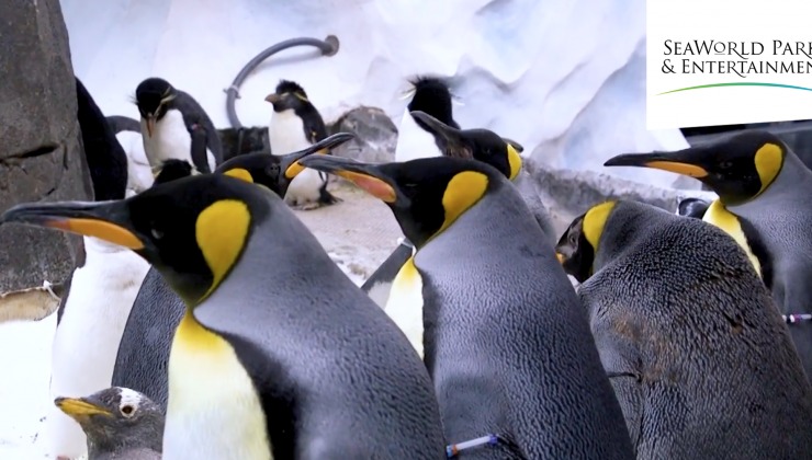 Penguins in snow