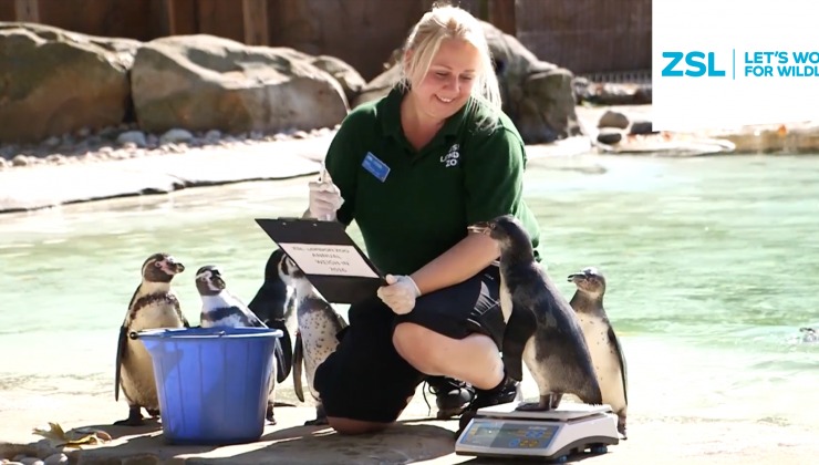 Zookeeper weighing penguins