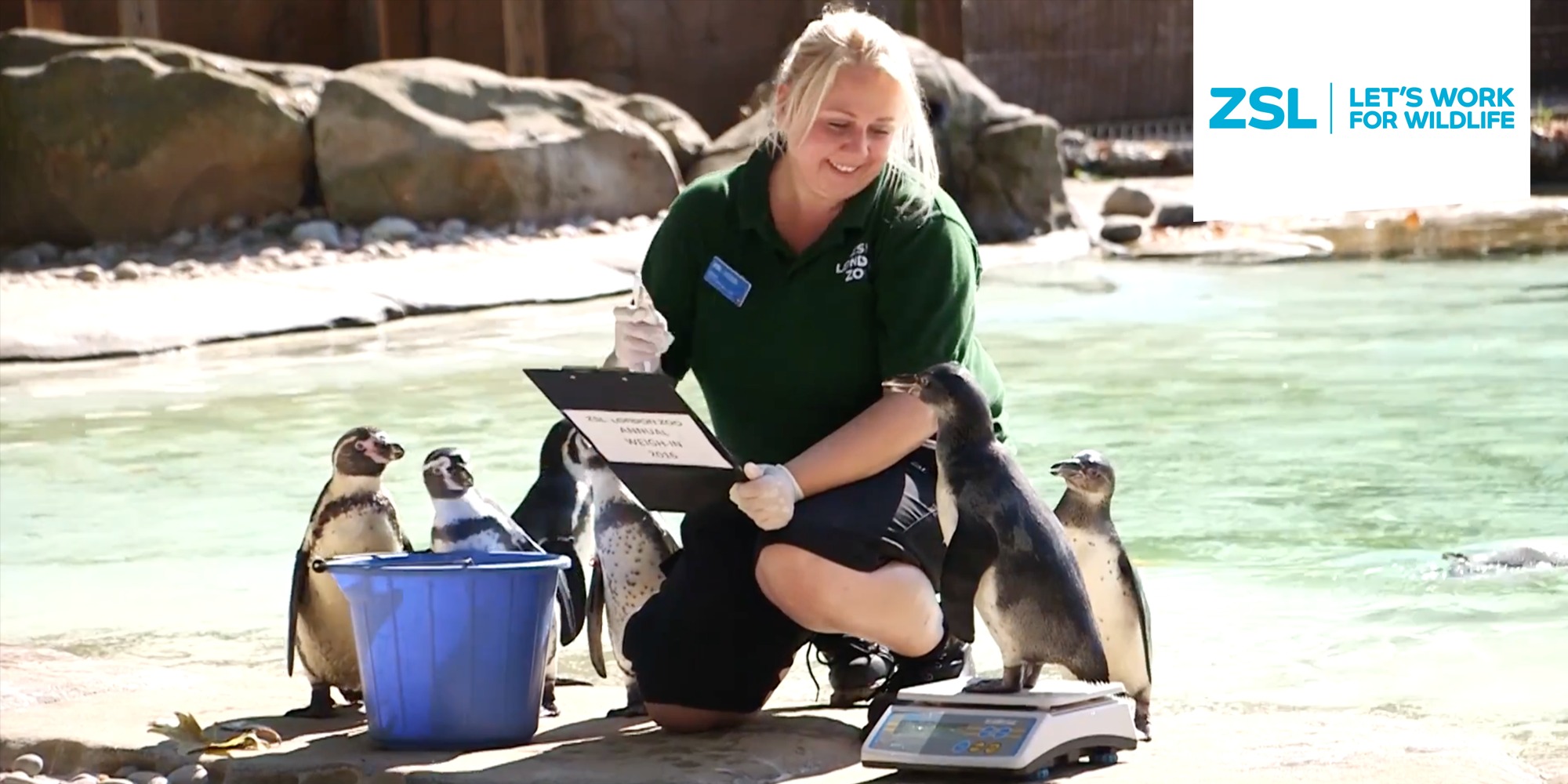 zookeeper job